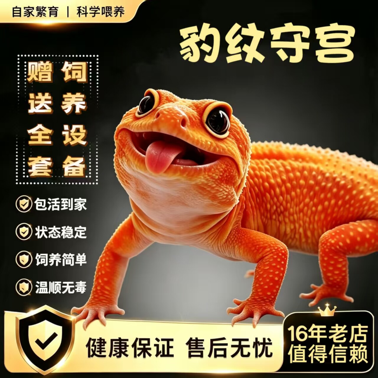 豹纹守宫蜥蜴宠物活体温顺无毒