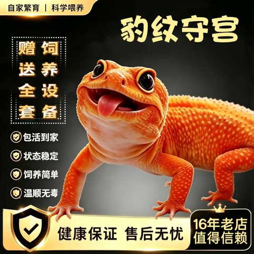 豹纹守宫蜥蜴宠物活体温顺无毒