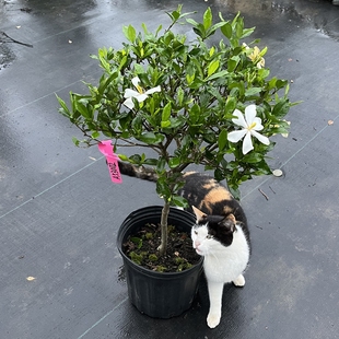 绿植好养植物 栀子花嵊州香雪盆栽花苗老树桩盆景带香味室内外四季