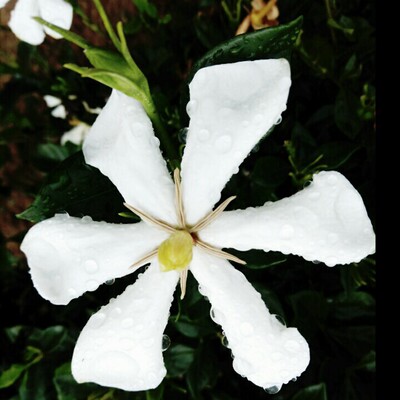 香雪栀子花阳台净化空气观花