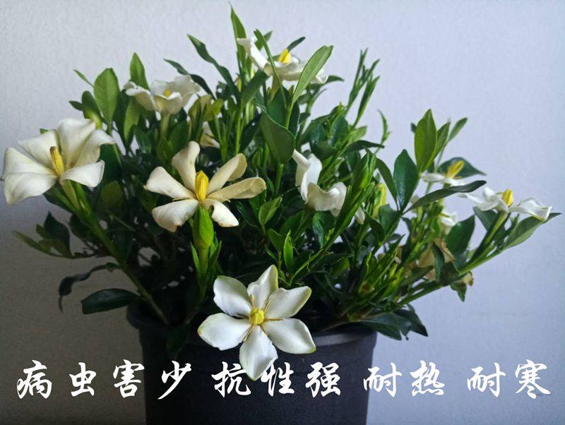 黄栀子花栀香富润香雪花无尽盆栽办公室内桌面含盆易养易活包邮