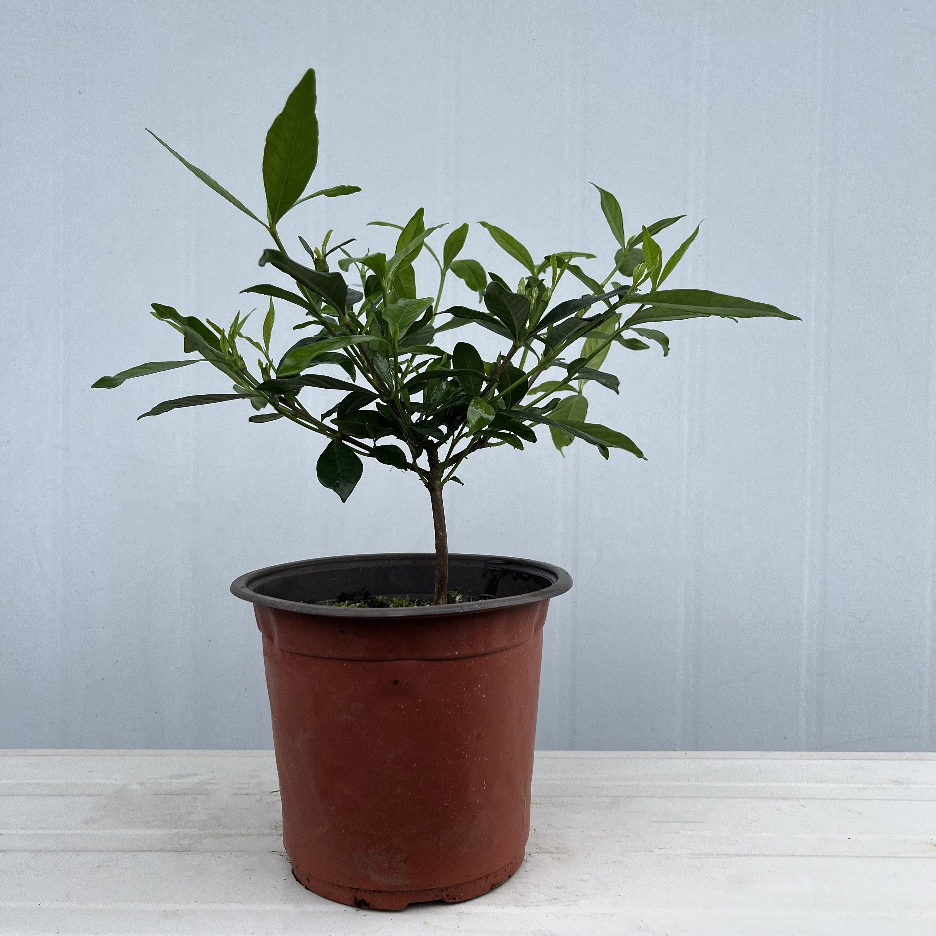 栀子花香雪五号重瓣盆栽花卉植物室内外庭院绿植浓香型大树苗好养