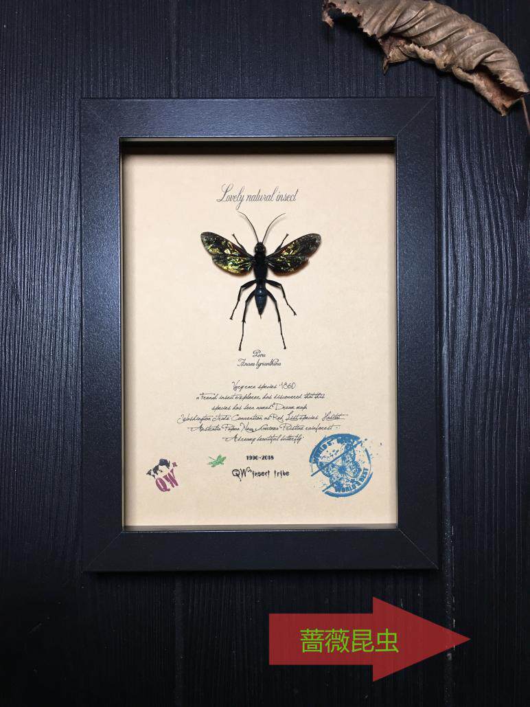 苏拉威西原始雨林超罕见丽蜂·昆虫标本珍藏*****************