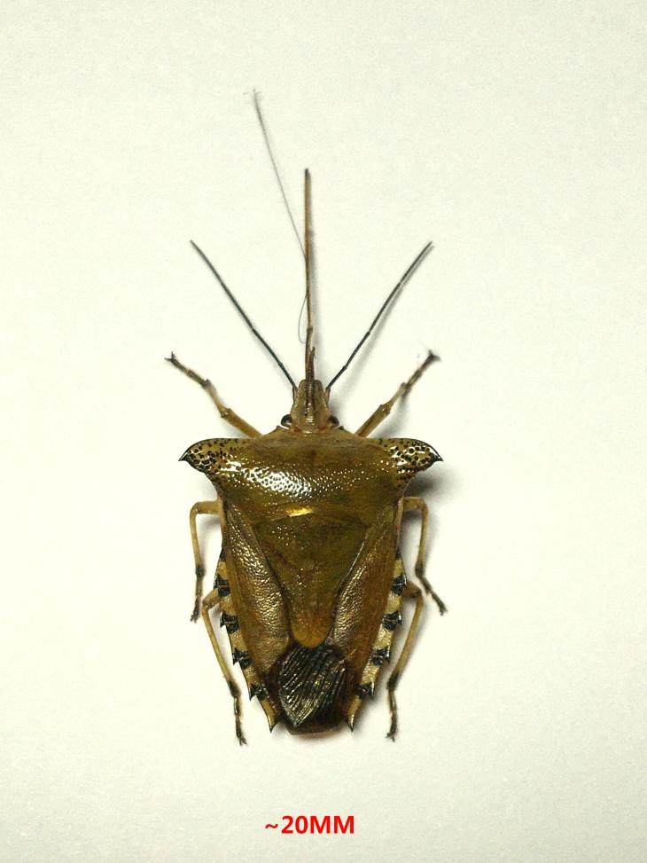 广西原始雨林罕见长喙椿象·半翅目昆虫标本珍藏