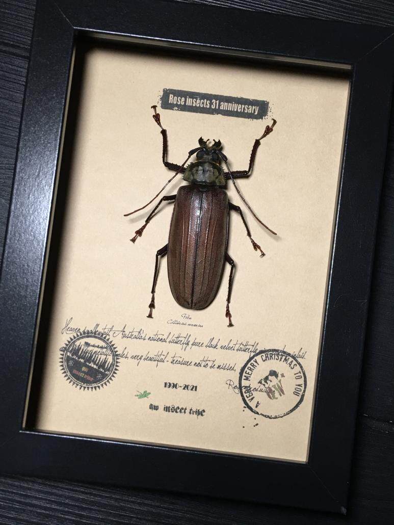 马来西亚原始雨林薄翅大天牛·甲壳虫标本珍藏·昆虫礼品