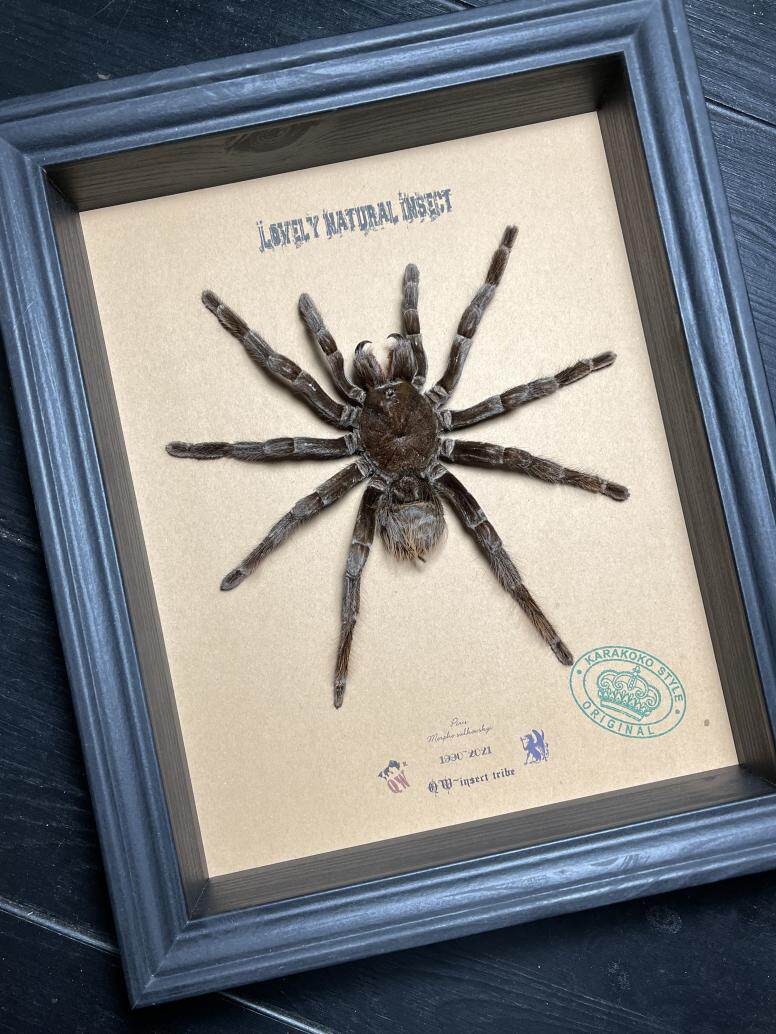 怎么查看淘宝标本类装饰画商品历史价格 标本类装饰画查询价格涨跌 电商价格变化查询