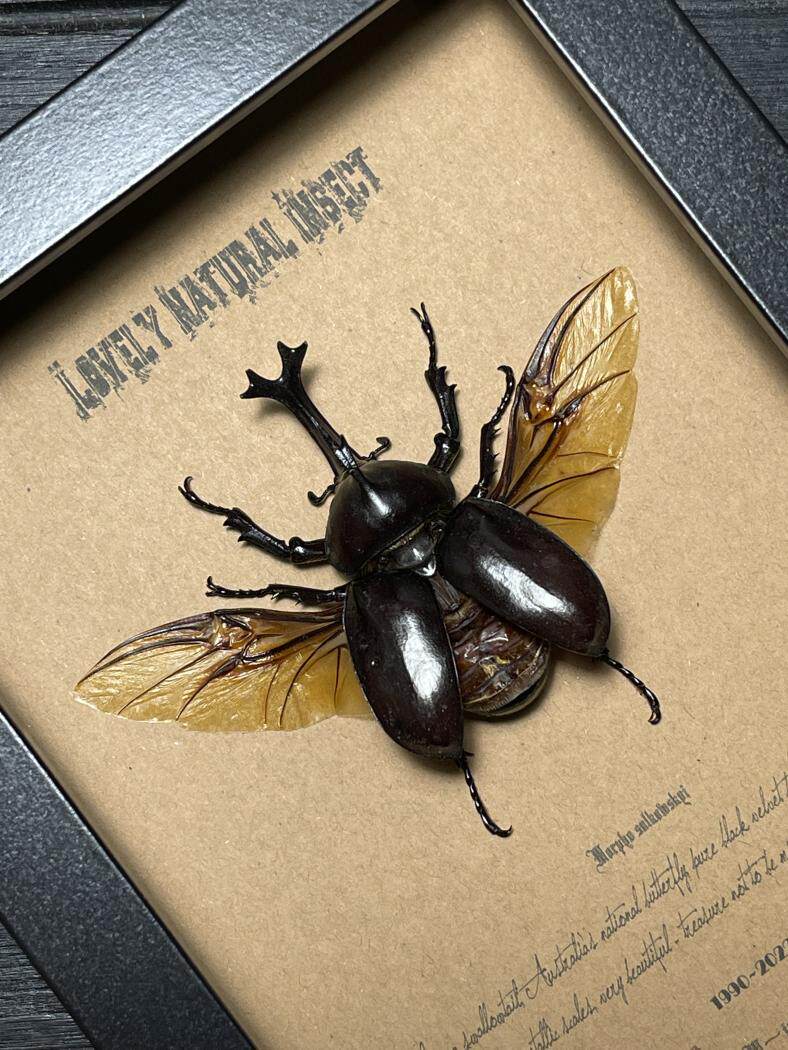 中国台湾省犀金龟甲壳虫标本珍藏欧式简约昆虫礼品tw623