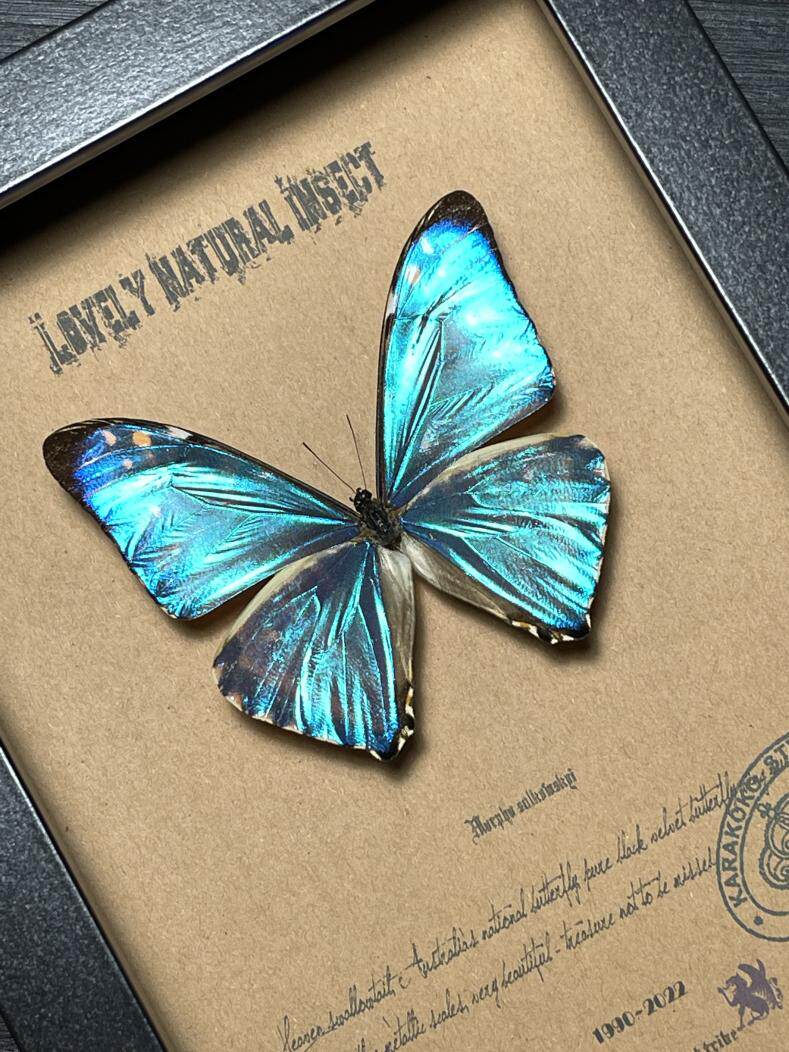 亚马逊原始雨林超罕见风神小闪蝶蝴蝶标本珍藏欧式简约昆虫礼品