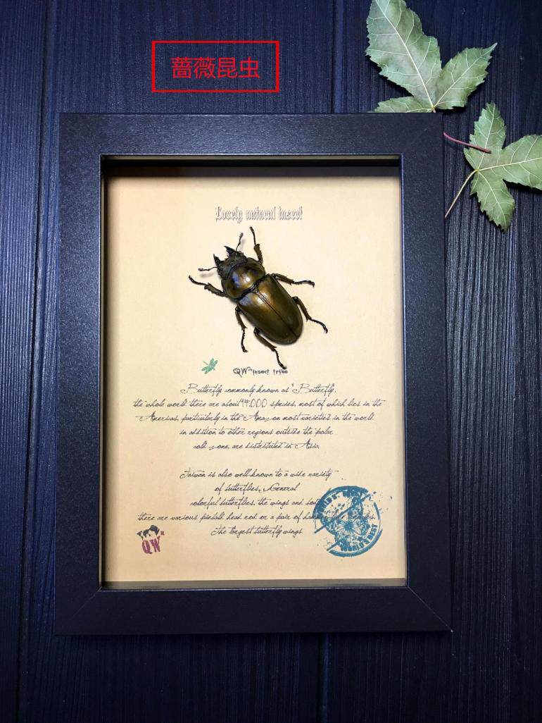 昆虫记·巴布亚新几内亚黄金鬼锹甲a         f