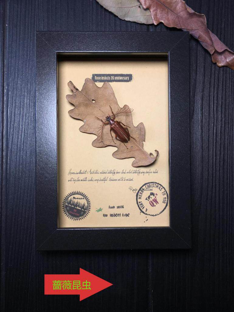 昆虫记·非洲中部雨林惊叹的物种·奇特的天牛·5663