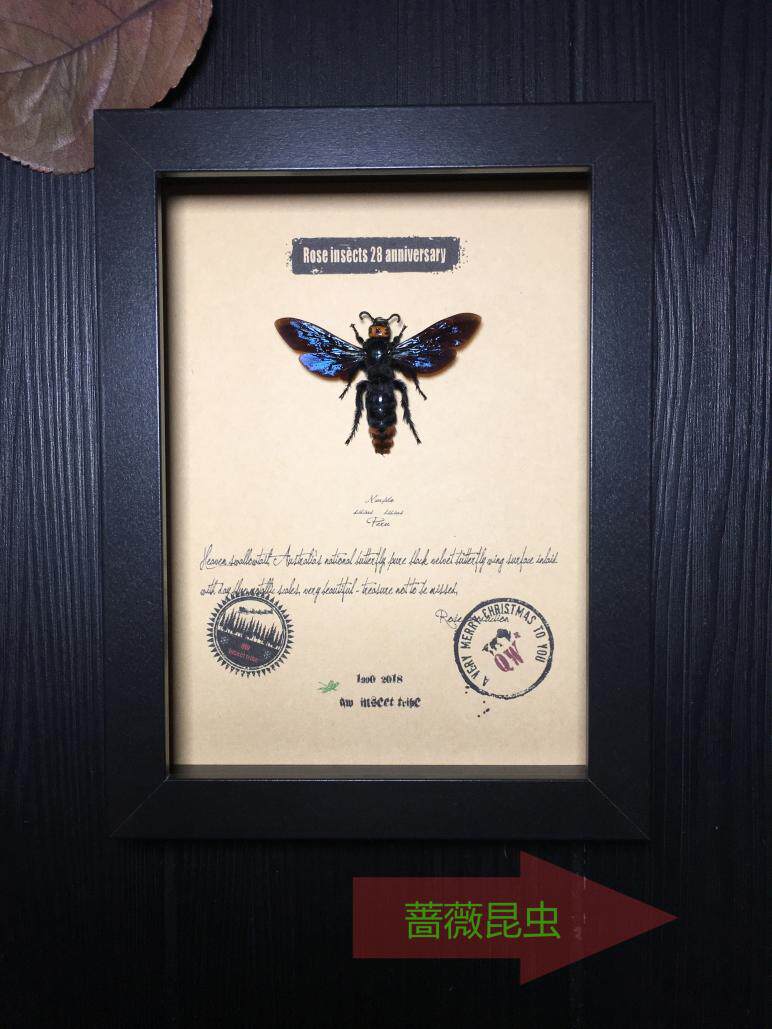 爪哇岛原始雨林大黄蜂·膜翅目昆虫标本珍藏************
