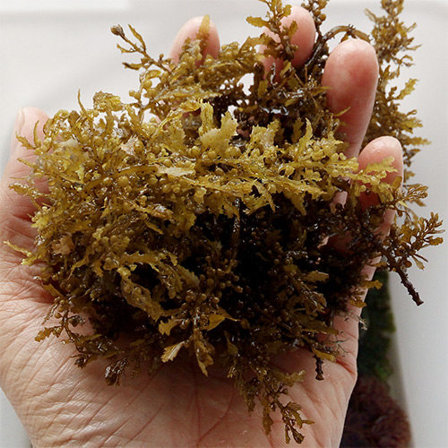 海水藻观赏活体 马尾藻 黄藻 另类海缸水草