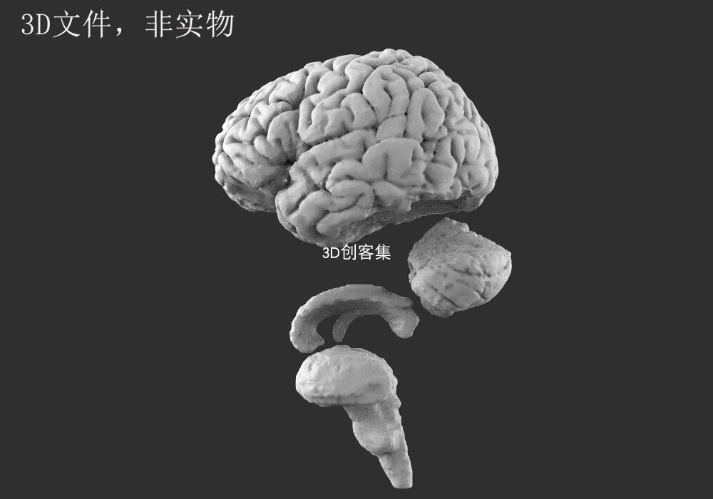 3d打印图纸三维数模医学3d素材stl文件(大脑/人脑/脑部结构)