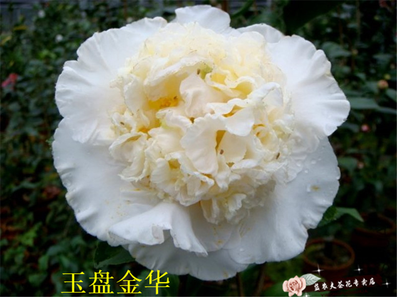 玉盘金华茶花苗托桂型蕊金黄巨型花益农夫基地直销对版包邮花卉