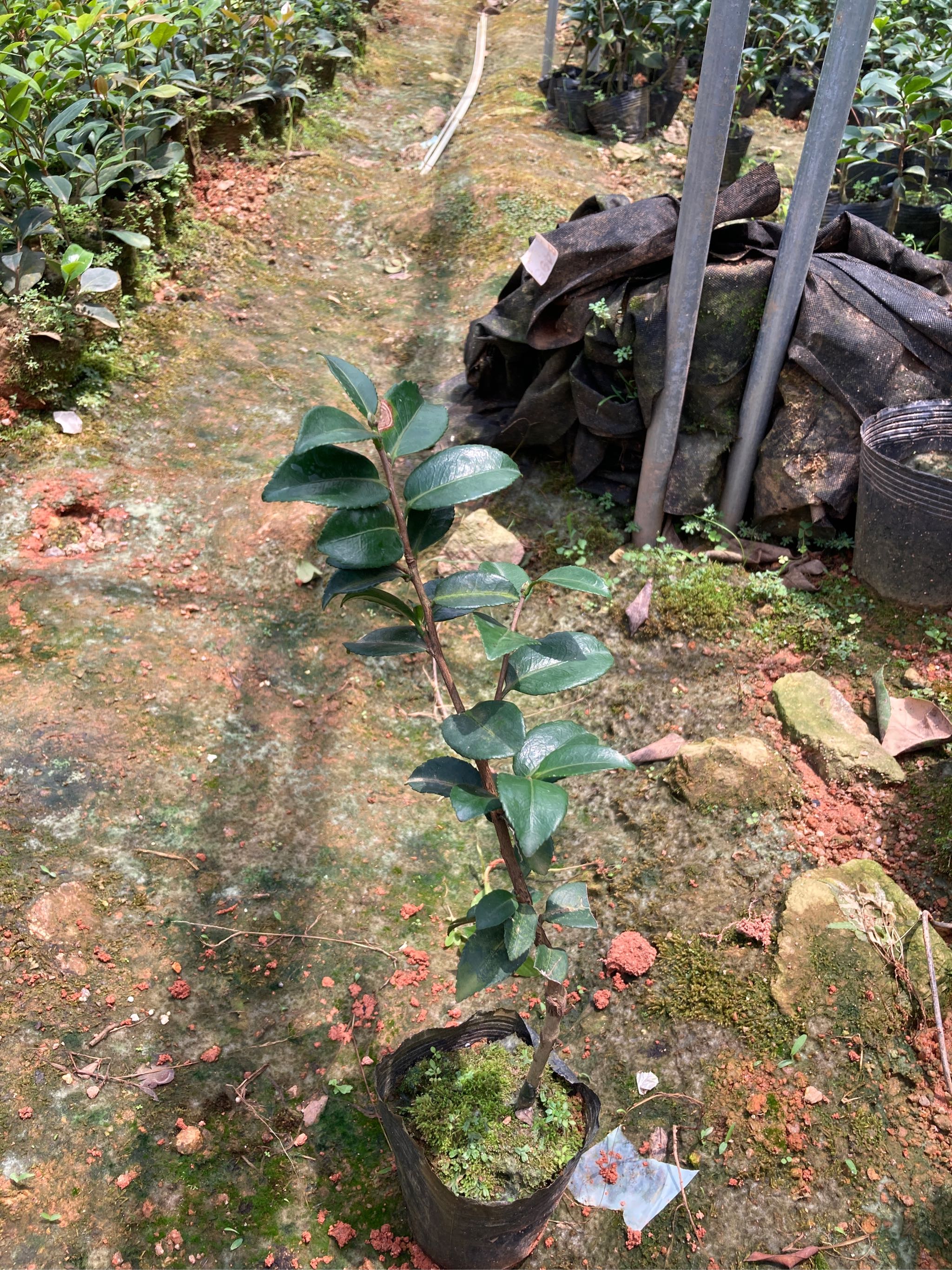 紫红梅小本嫁接苗537