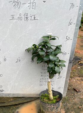 复色克徕帝嫁接苗带花苞一刀755