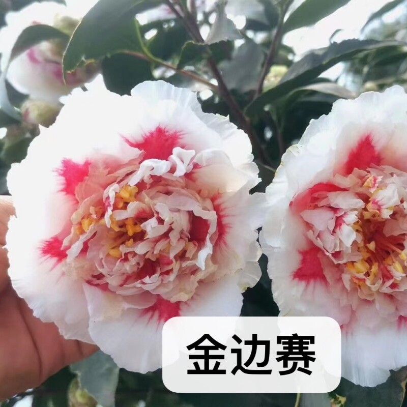 阳台庭院金边赛益农夫冬春茶花