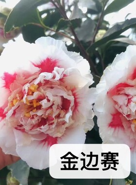 阳台庭院金边赛益农夫冬春茶花