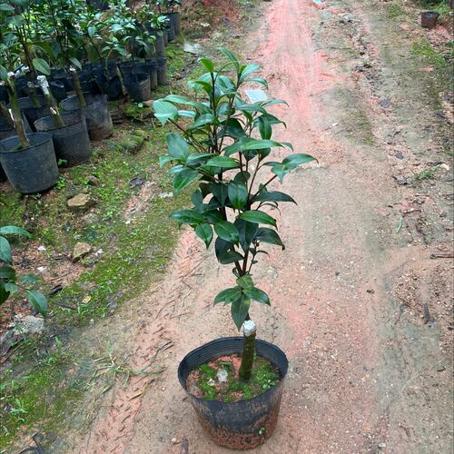 玉面贝蒂嫁接苗带花苞一刀489
