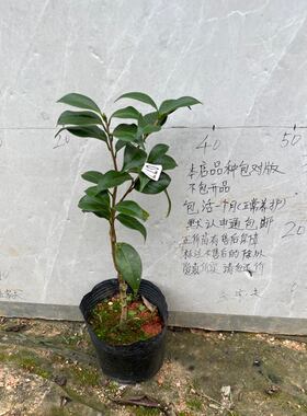 福伦春之台小本嫁接苗77