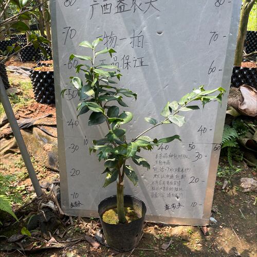 梵天白鱼尾茶嫁接苗带花苞一刀627