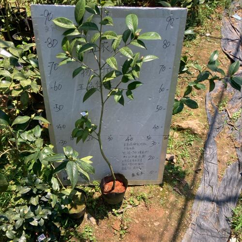 黄的旋律原生苗带花苞263