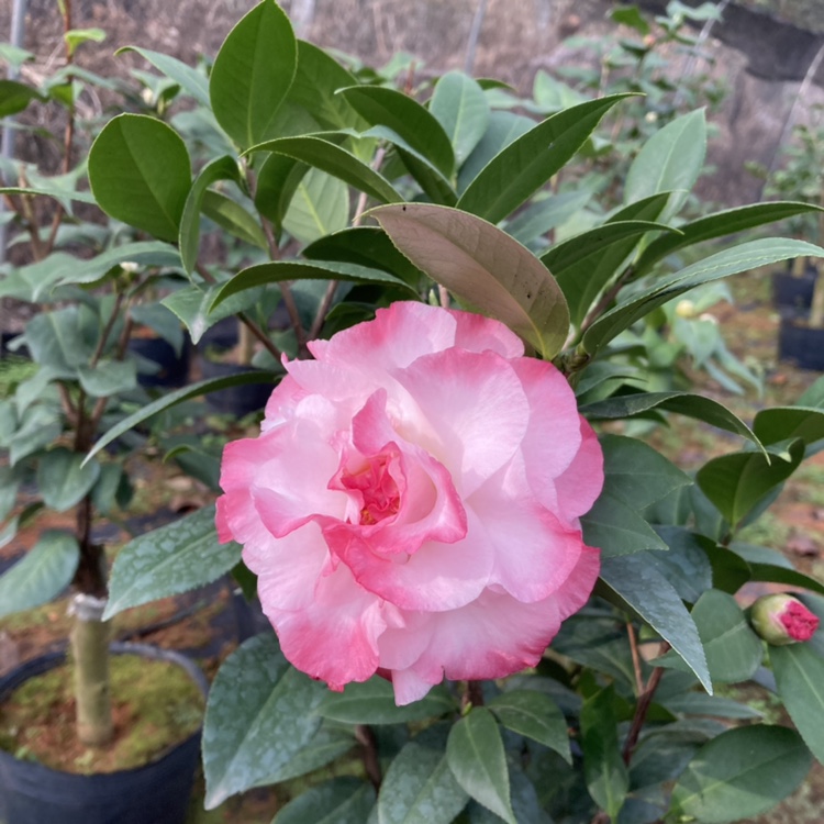 牛西奥宝石茶花益农夫基地直销盆栽粉紫色边中型花一物一拍对版