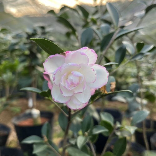 26年益农夫卖新品白雪飘红茶梅白底红细边仙气飘飘花卉盆栽绿植