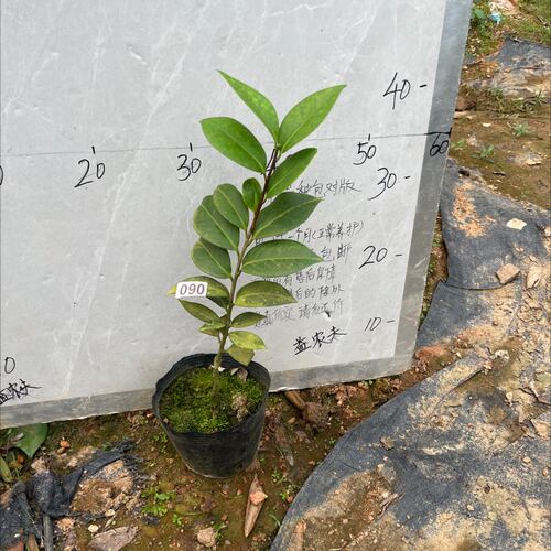 梦30小本嫁接苗90