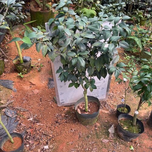 酒中花双色嫁接苗带花苞一刀51