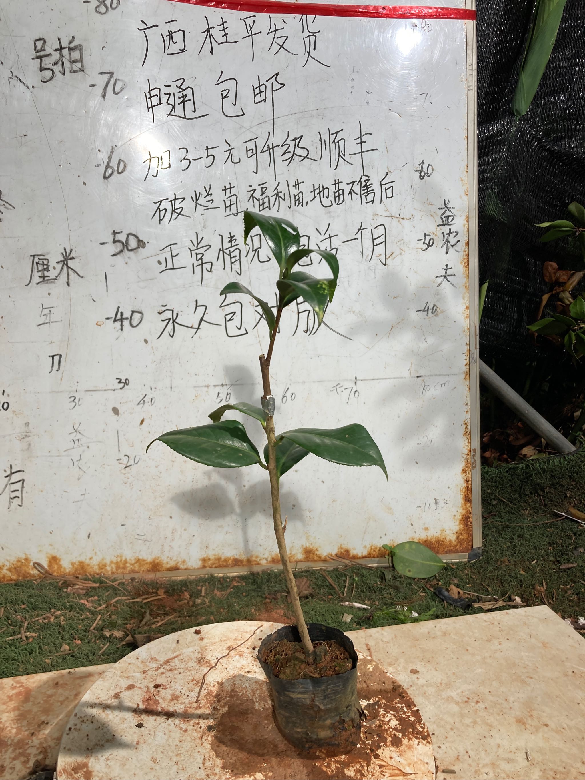 午夜飘云小本嫁接苗518