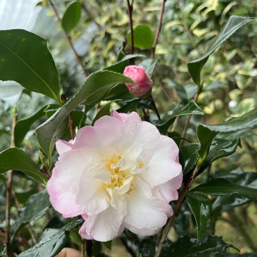 26年益农夫茶花新品星上星茶梅中型半重瓣粉白色花卉盆栽绿植
