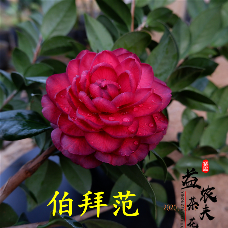 伯拜范茶花盆栽浓红色玫瑰重瓣扦插苗桂平益农夫基地直销包邮对版