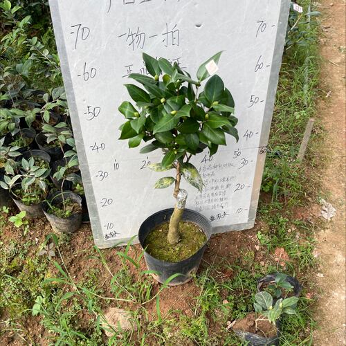 梦娜玫瑰嫁接苗带花苞一刀540