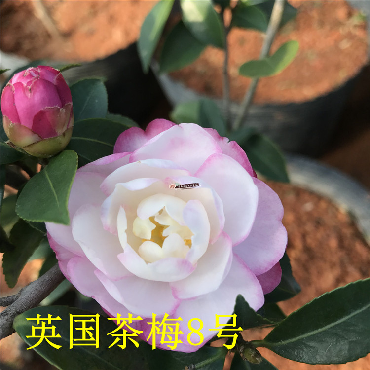 益农夫茶梅英8八号半重瓣仙气粉嫩精品基地自产品种保证对版