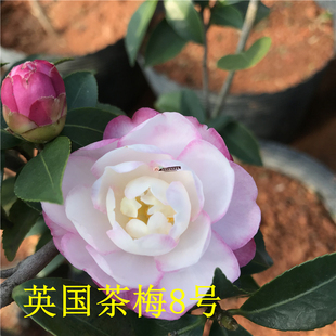 益农夫茶梅英8八号半重瓣仙气粉嫩精品基地自产品种保证对版