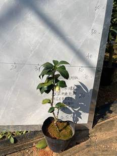 羽毛小本嫁接苗带花苞274