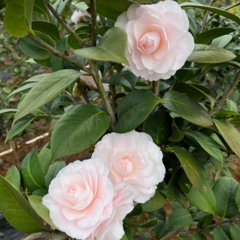 粉苏珊茶花木本花卉盆栽淡嫩粉色扦插苗桂平益农夫基地直销包邮,鲜花速递/花卉仿真/绿植园艺,时令草本花卉,淘宝优惠券,粉丝福利购,淘宝优惠卷