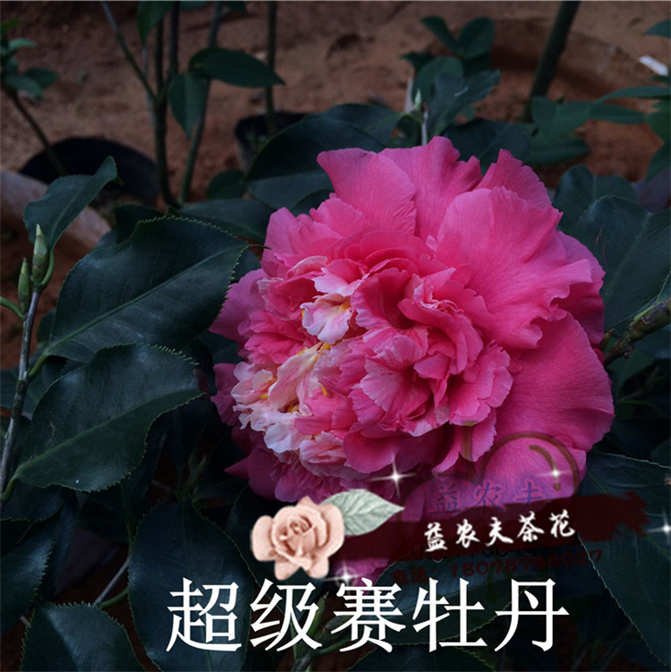 茶花阳台益农夫稀罕名贵冬季超赛