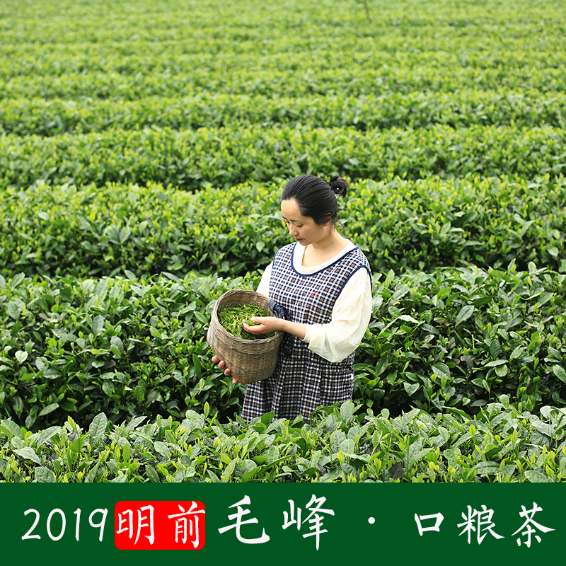 Mengshan Mao Feng Mingqian green tea 2019 newly picked and processed tea leaves Sichuan, Ya'an Mengding tea Spring Maojian bulk 250 gramin the Tea , Green tea (New) , Other green tea  category - from Buy2taobao.com to provide professional Taobao agent buy service