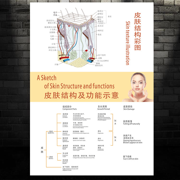 现代皮肤结构图宣传挂画 美容养生馆墙装饰画肌肤解剖图祛痘壁画