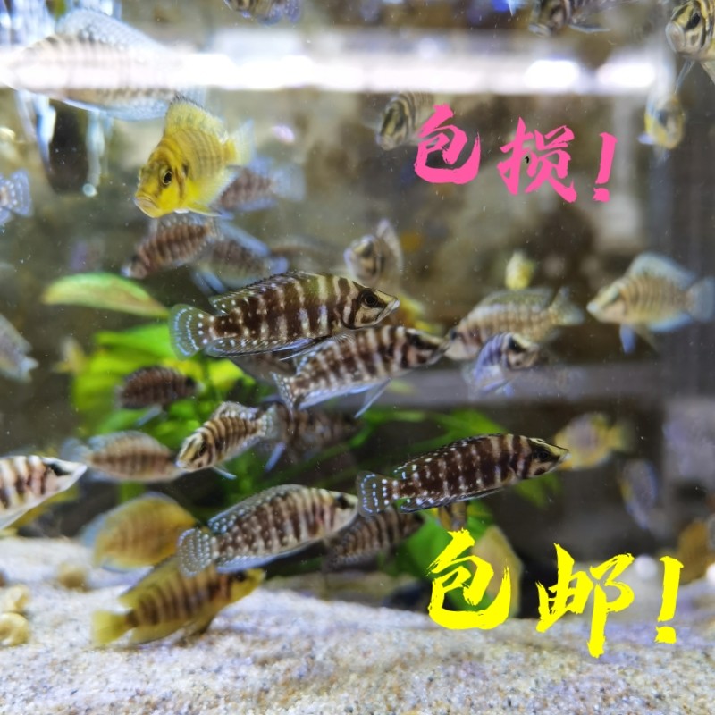 黑喷虎f1苗3-4cm 三湖慈鲷坦湖坦鲷观赏鱼热带鱼宠物