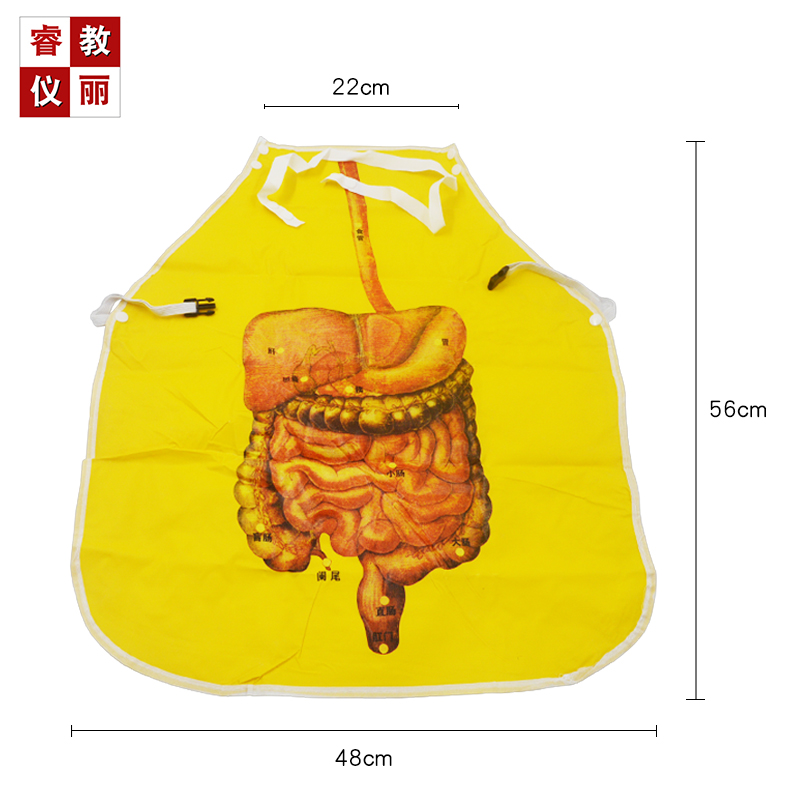 。人体消化系统围裙围兜PVC材质防水小学生物教具教学仪器实验器