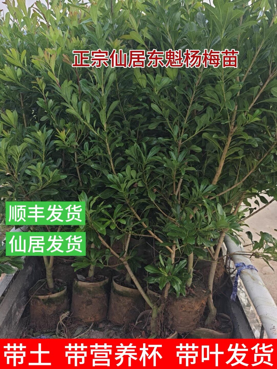 直播间一物一拍仙居东魁 黑炭 白杨梅绿植盆栽