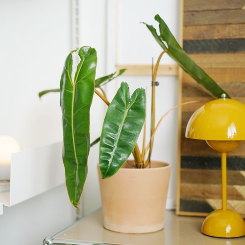 橙柄蔓绿绒热带雨林植物