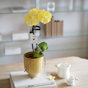 DOLV 豆绿 奇幻蝴蝶兰北欧风仙气小众寓意好卧室玄关新家开花盆栽