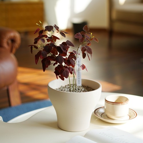 紫叶酢浆草小众幸运草盆栽