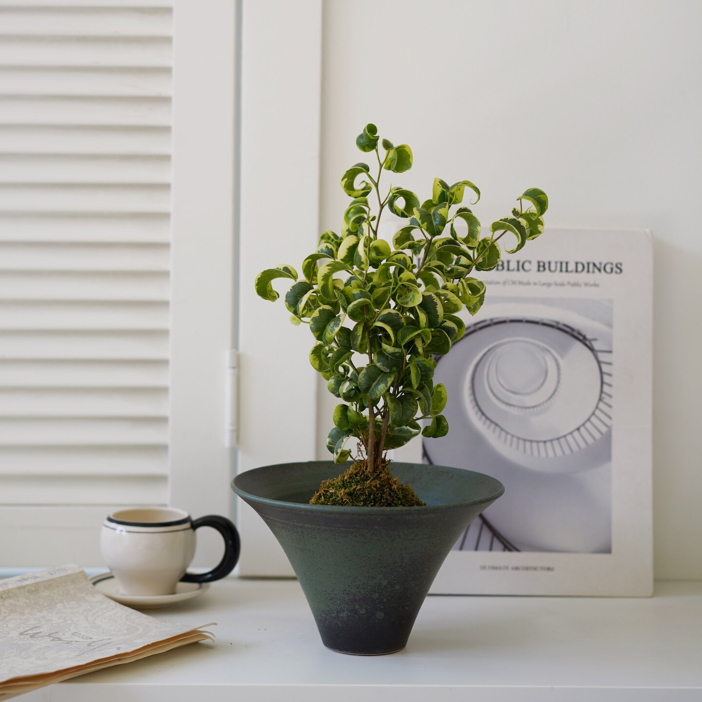 DOLV 豆绿 苔藓球组合植物办公室卧室卫生间懒人小型桌面绿植盆栽