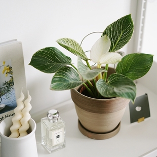 DOLV 豆绿 铂金钻蔓绿绒 北欧风喜林芋植物美学室内桌面绿植盆栽
