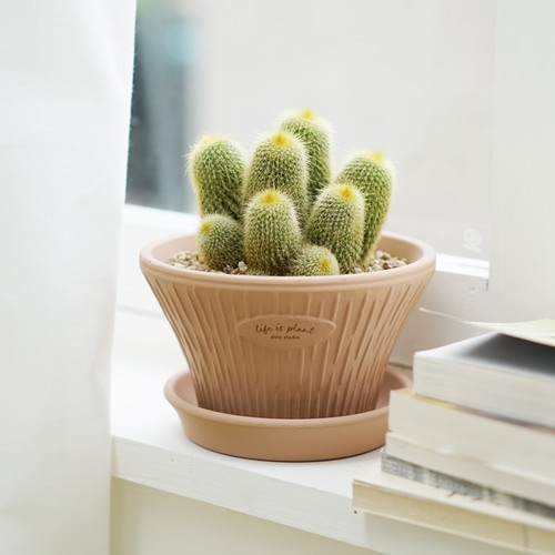 DOLV 豆绿 毛绒金晃丸 ins网红趣味植物可爱耐旱桌面多肉仙人掌盆